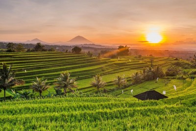 مزارع پلکانی برنج بالی